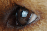 Lara Eye